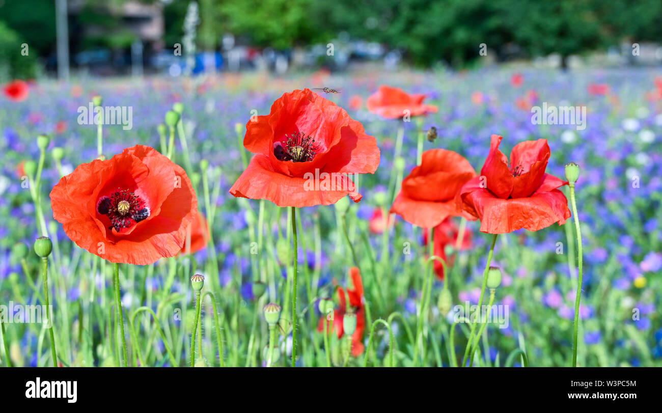Brighton UK 16th July 2019 - A beautiful sunny warm morning at the Brighton wildflower meadow in Preston Park where bees and insects are thriving . The wildflower meadow which was originally sown in 2013 on disused bowling greens by the council and volunteers provides a carpet of colour every summer . Credit: Simon Dack / Alamy Live News Stock Photo