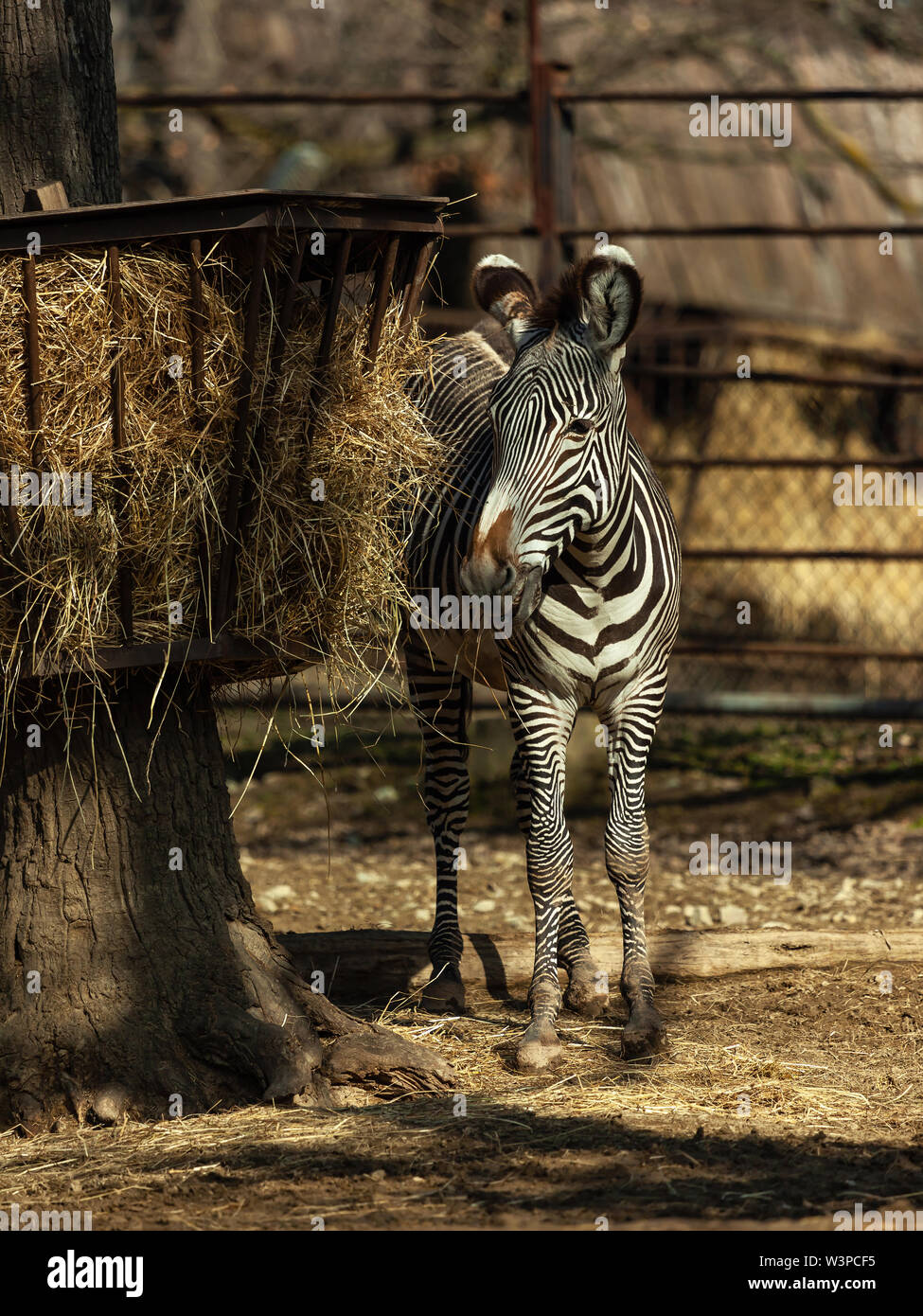 Young zebra in captivity (ZOO Stock Photo Alamy