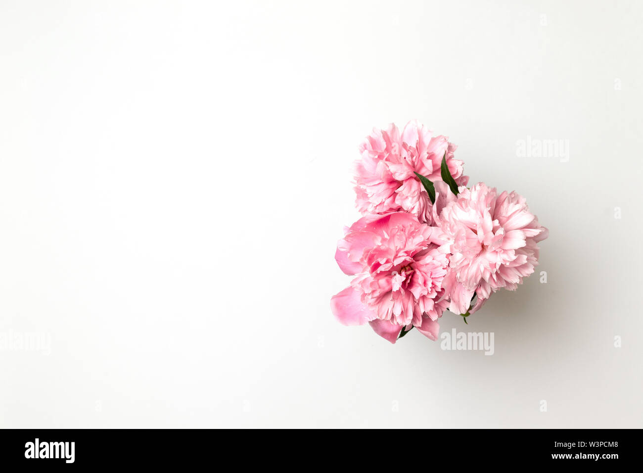 Fresh beautiful pink peony flowers on white table with copy space for ...