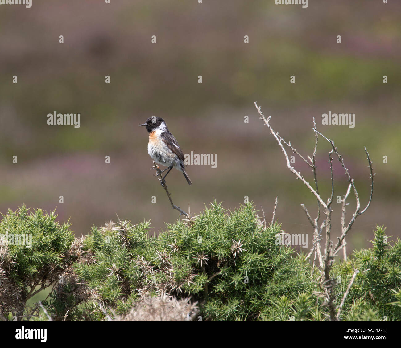 Dead stick hires stock photography and images Alamy