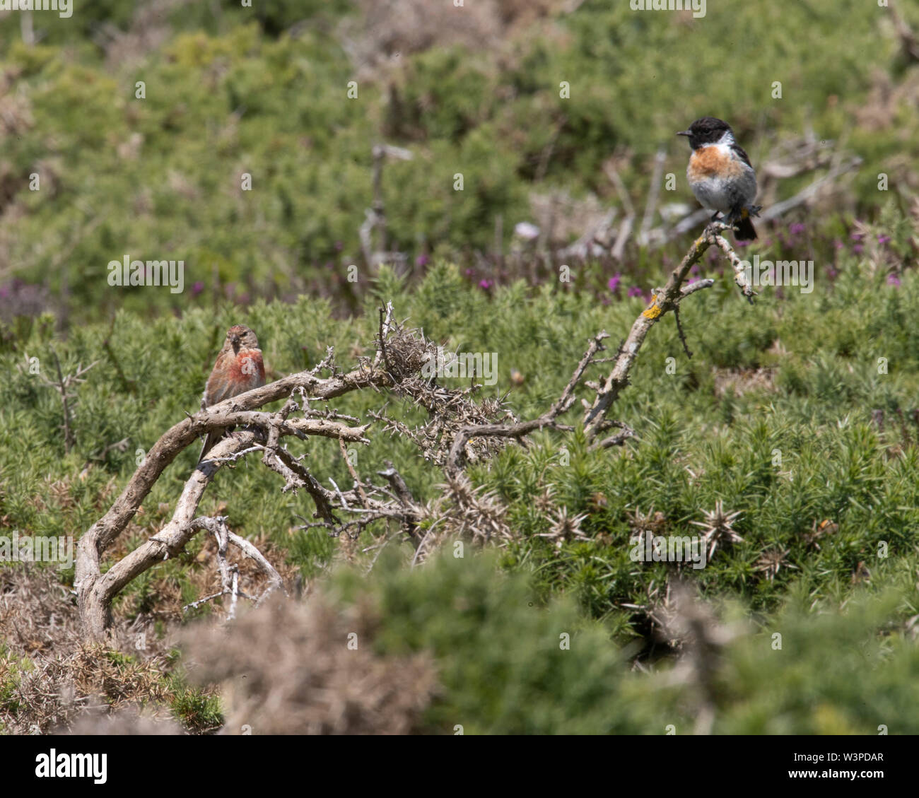 Male and female stonechats perched  on Anglesey Stock Photo