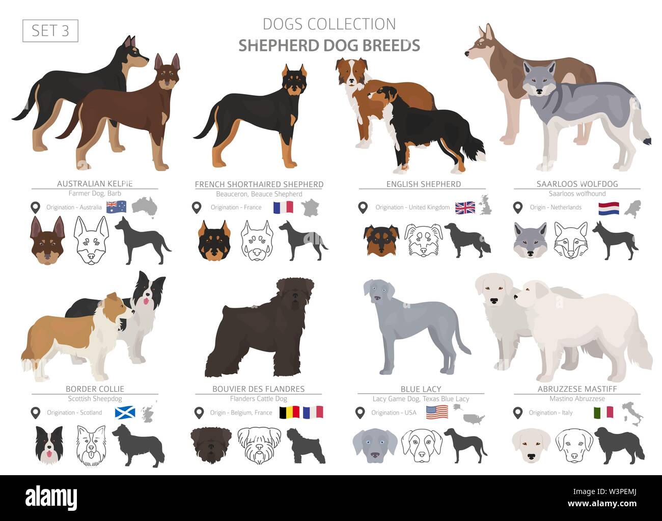 Shepherd and herding dogs collection isolated on white. Flat style. Different color and country of origin. Vector illustration Stock Vector