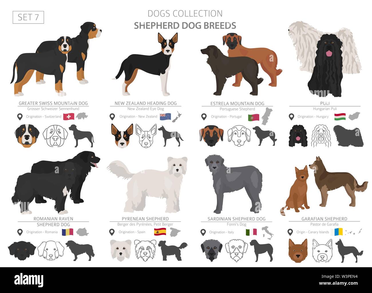 Shepherd And Herding Dogs Collection Isolated On White Flat Style Different Color And Country Of Origin Vector Illustration Stock Vector Image Art Alamy