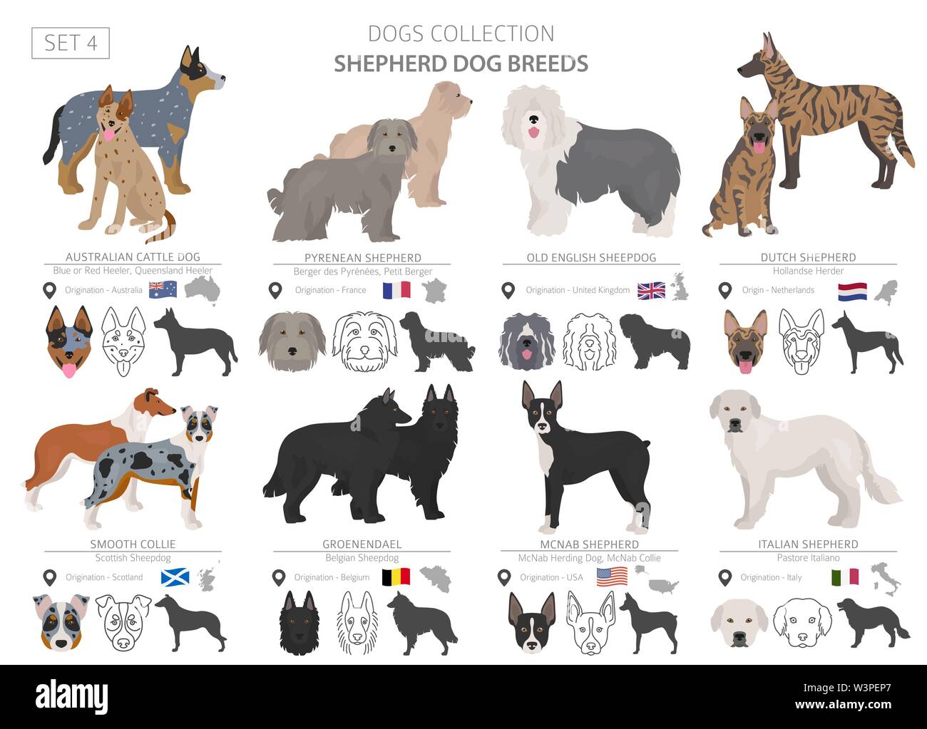 Shepherd and herding dogs collection isolated on white. Flat style.  Different color and country of origin. Vector illustration Stock Vector  Image & Art - Alamy