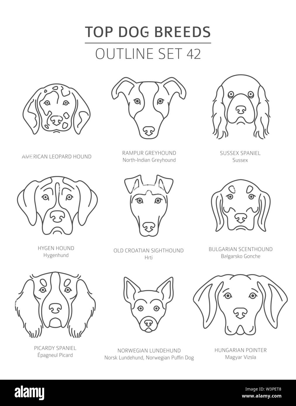 Top dog breeds. Hunting dogs set. Pet outline collection. Vector illustration Stock Vector