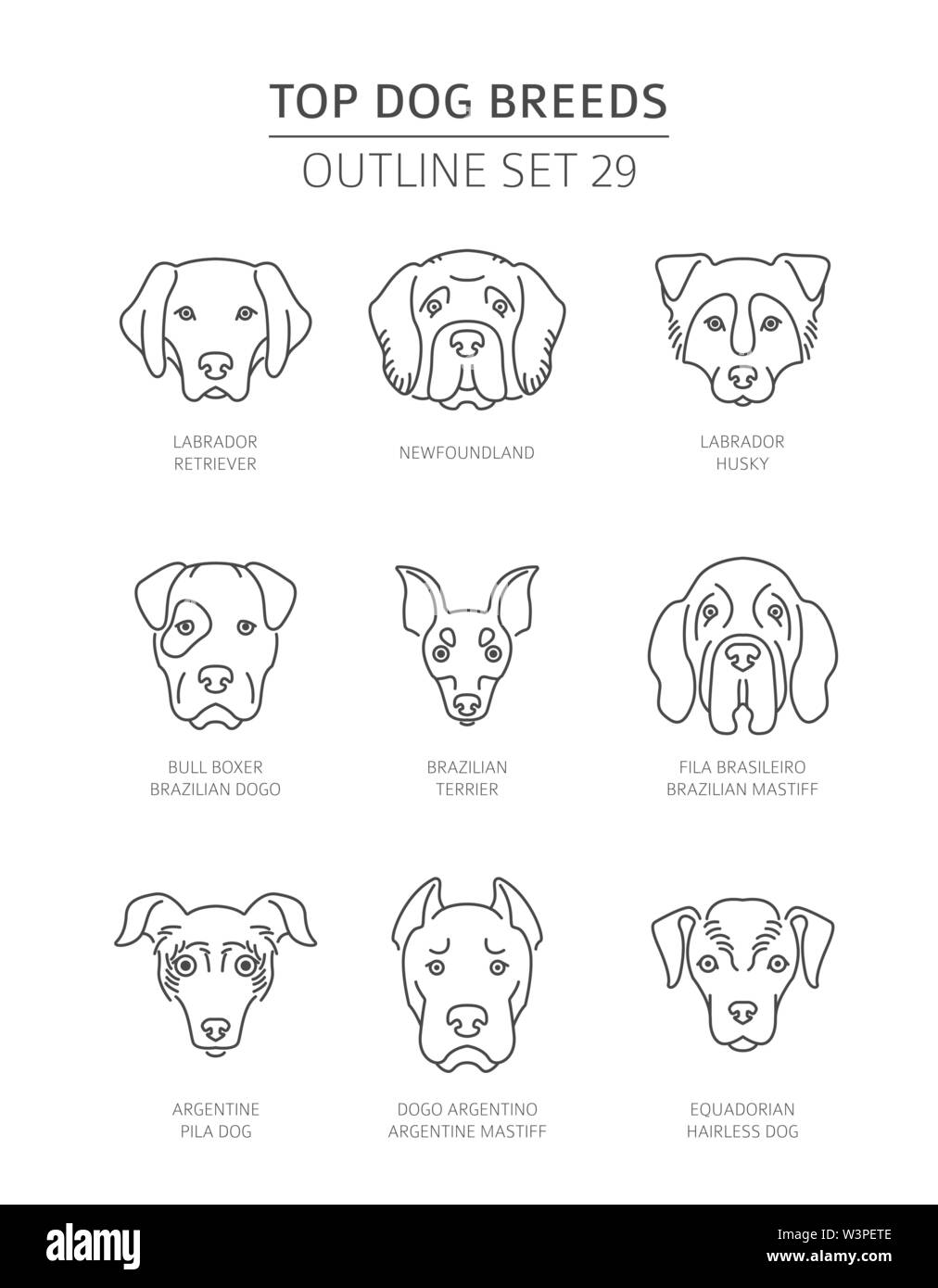 brazilian dogo