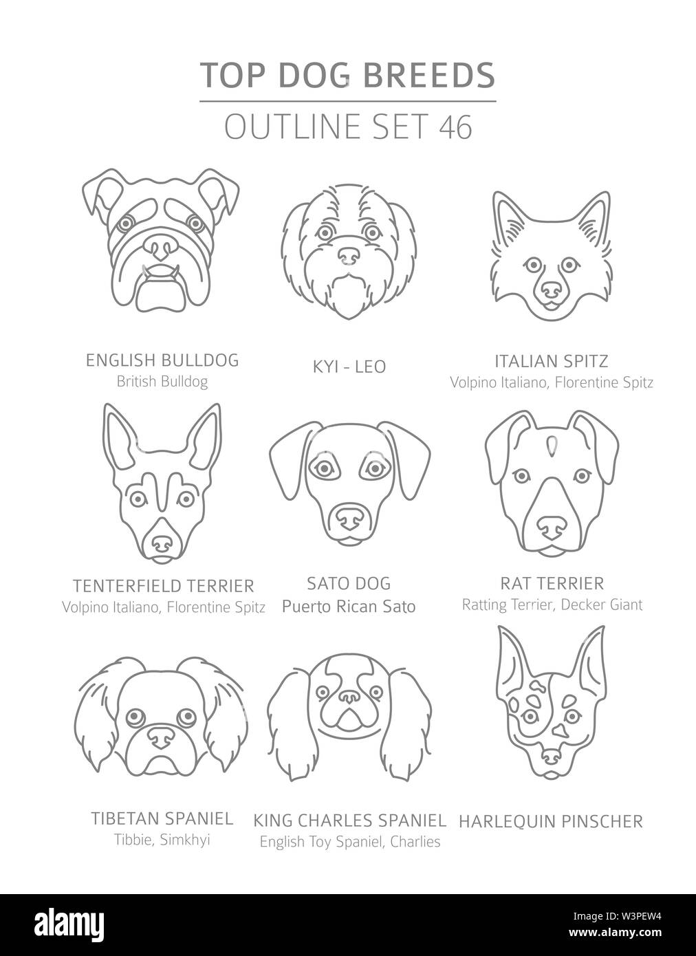 Top dog breeds. Hunting, shepherd and companion dogs set. Pet outline collection. Vector illustration Stock Vector