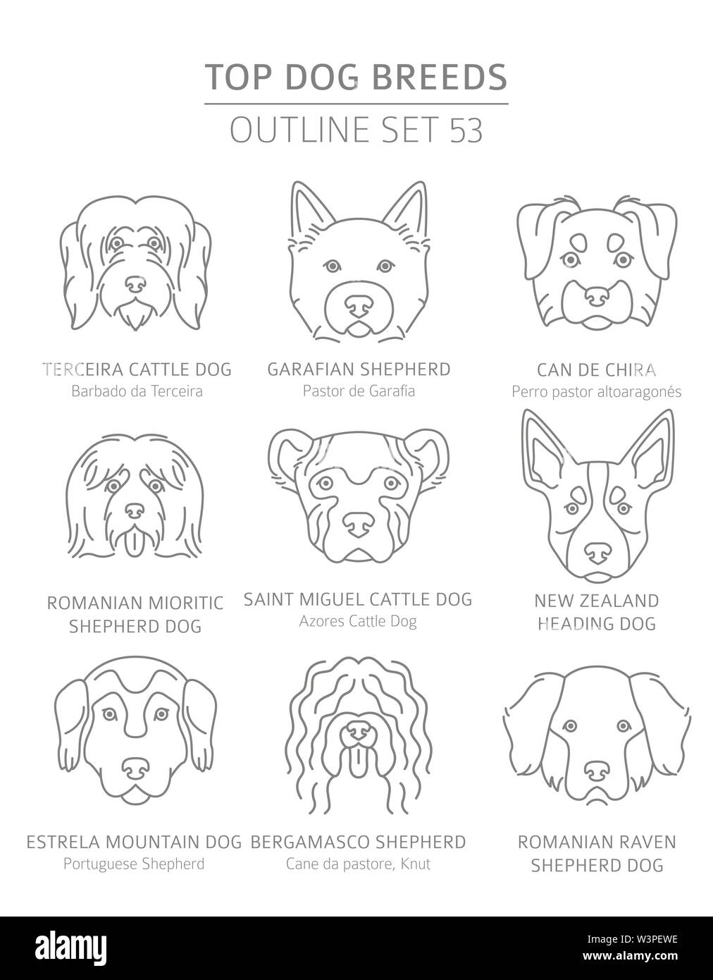 Top dog breeds. Hunting, shepherd and companion dogs set. Pet outline collection. Vector illustration Stock Vector