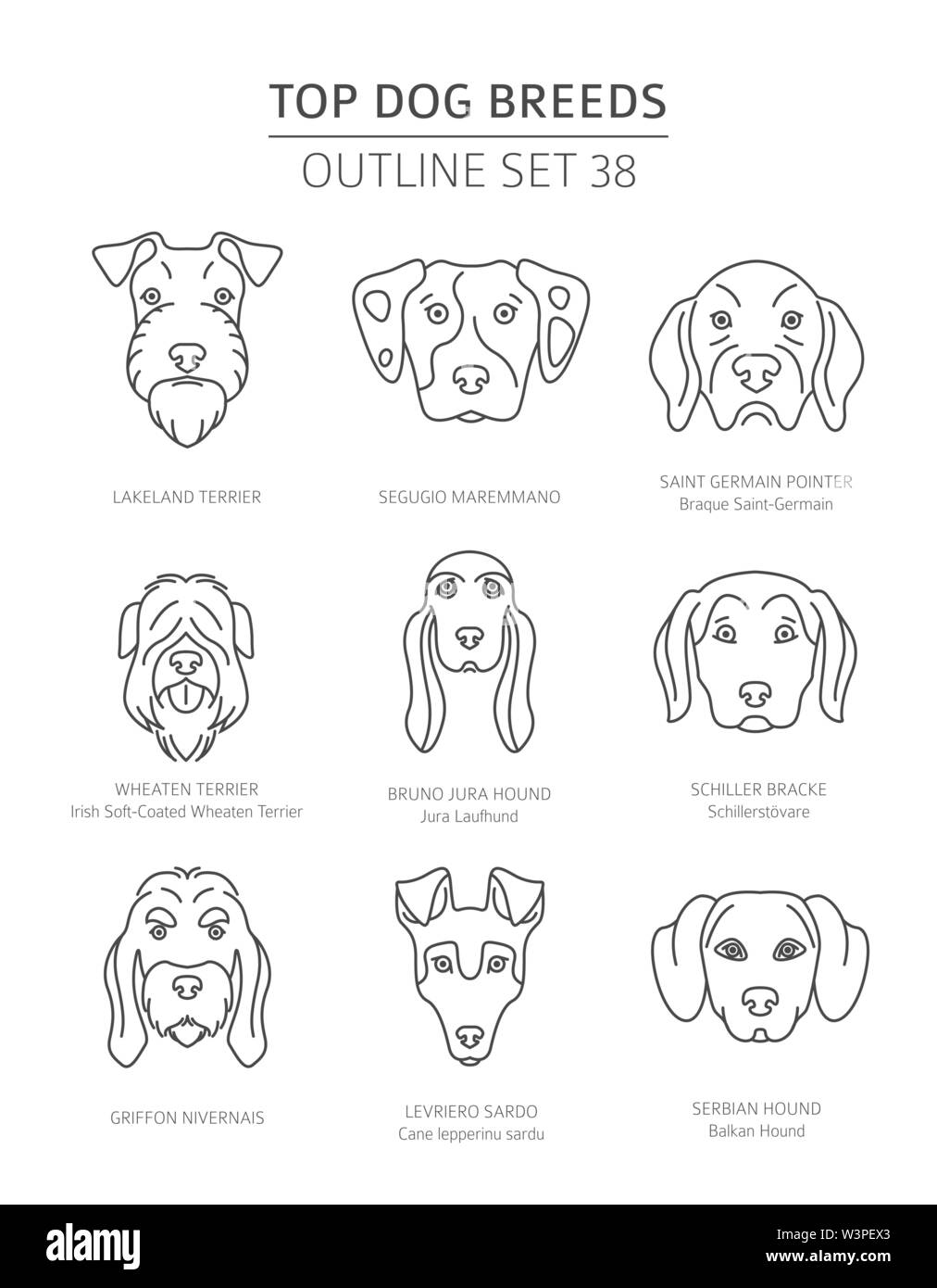 Top dog breeds. Hunting dogs set. Pet outline collection. Vector illustration Stock Vector