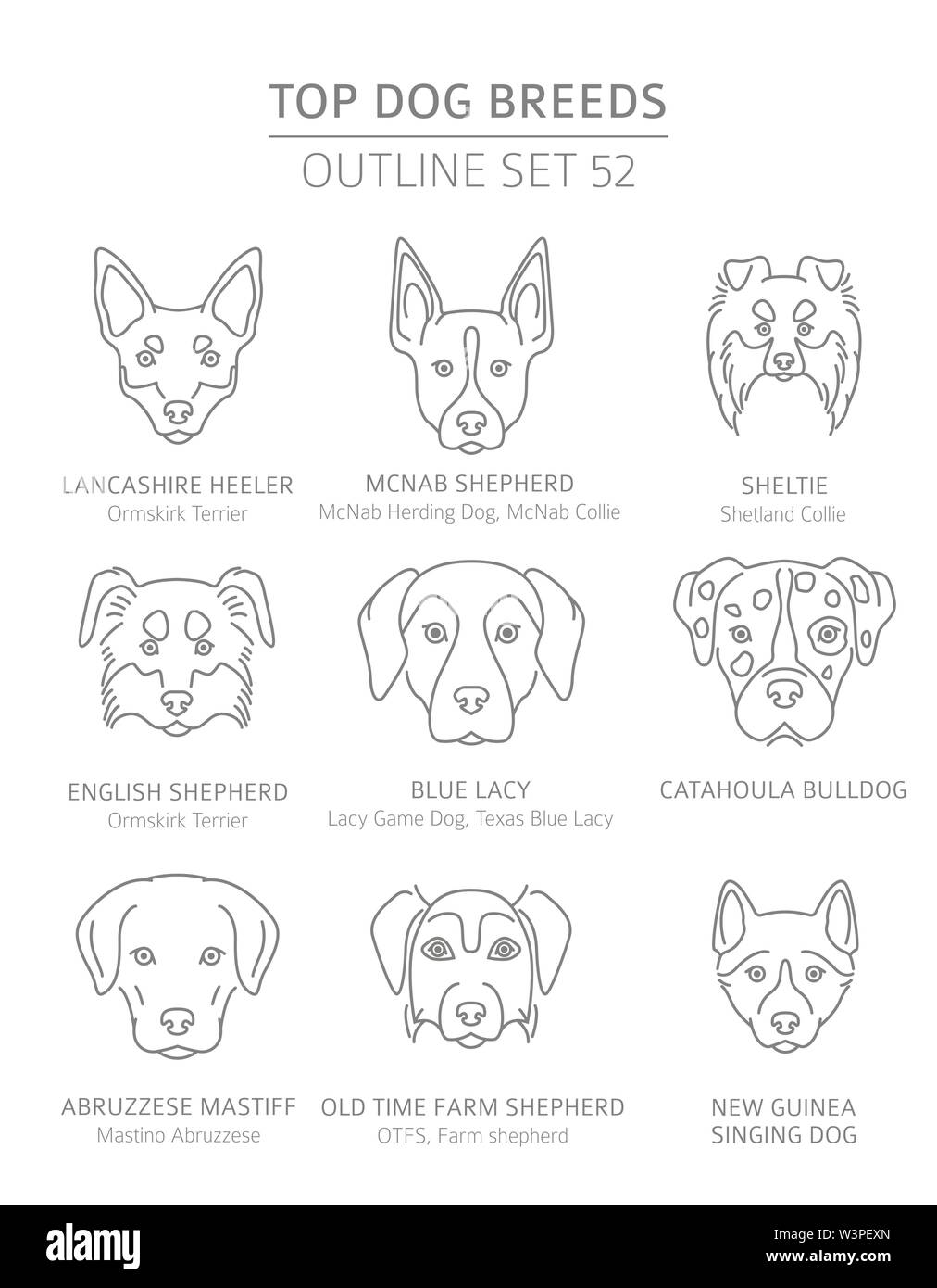 Companion dog breeds sales