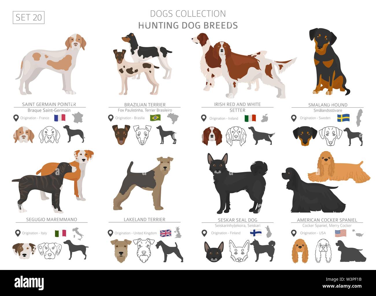 Hunting dogs collection isolated on white. Flat style. Different color and  country of origin. Vector illustration Stock Vector Image & Art - Alamy