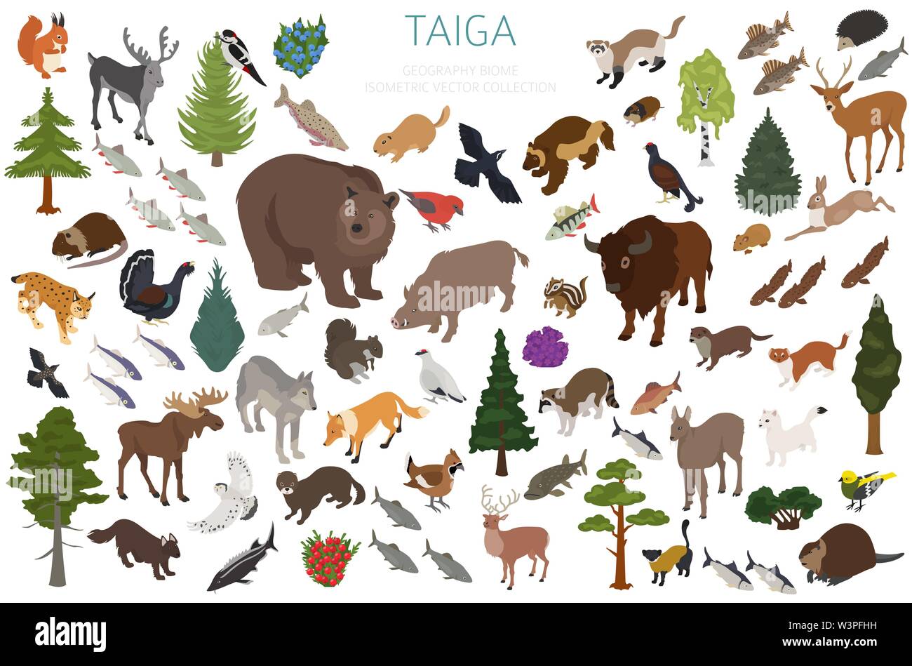 Taiga biome, boreal snow forest. Terrestrial ecosystem world map. Animals,  birds, fish and plants infographic design. Vector illustration Stock Vector  Image & Art - Alamy