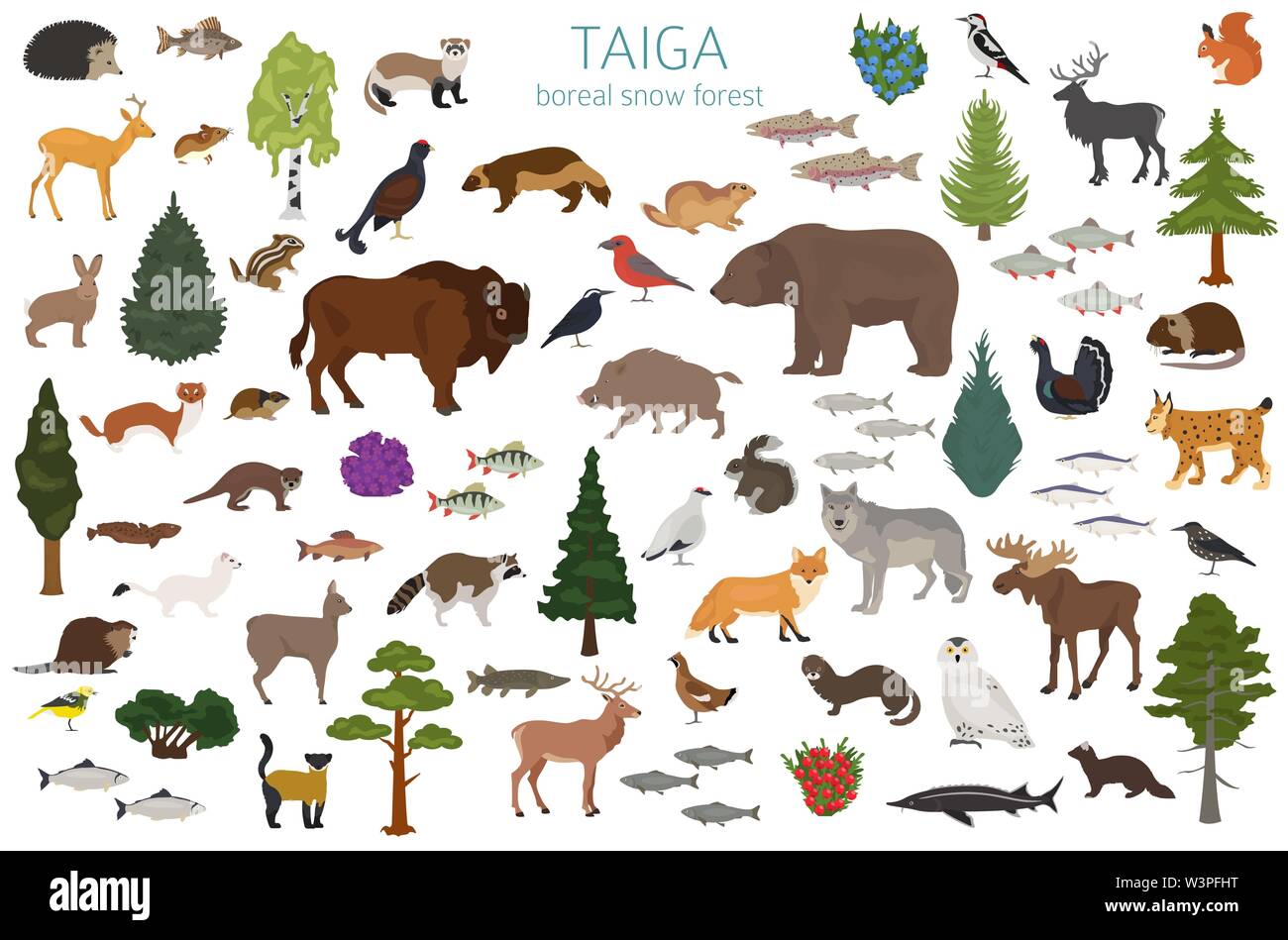 Taiga biome, boreal snow forest. Terrestrial ecosystem world map. Animals, birds, fish and plants infographic design. Vector illustration Stock Vector