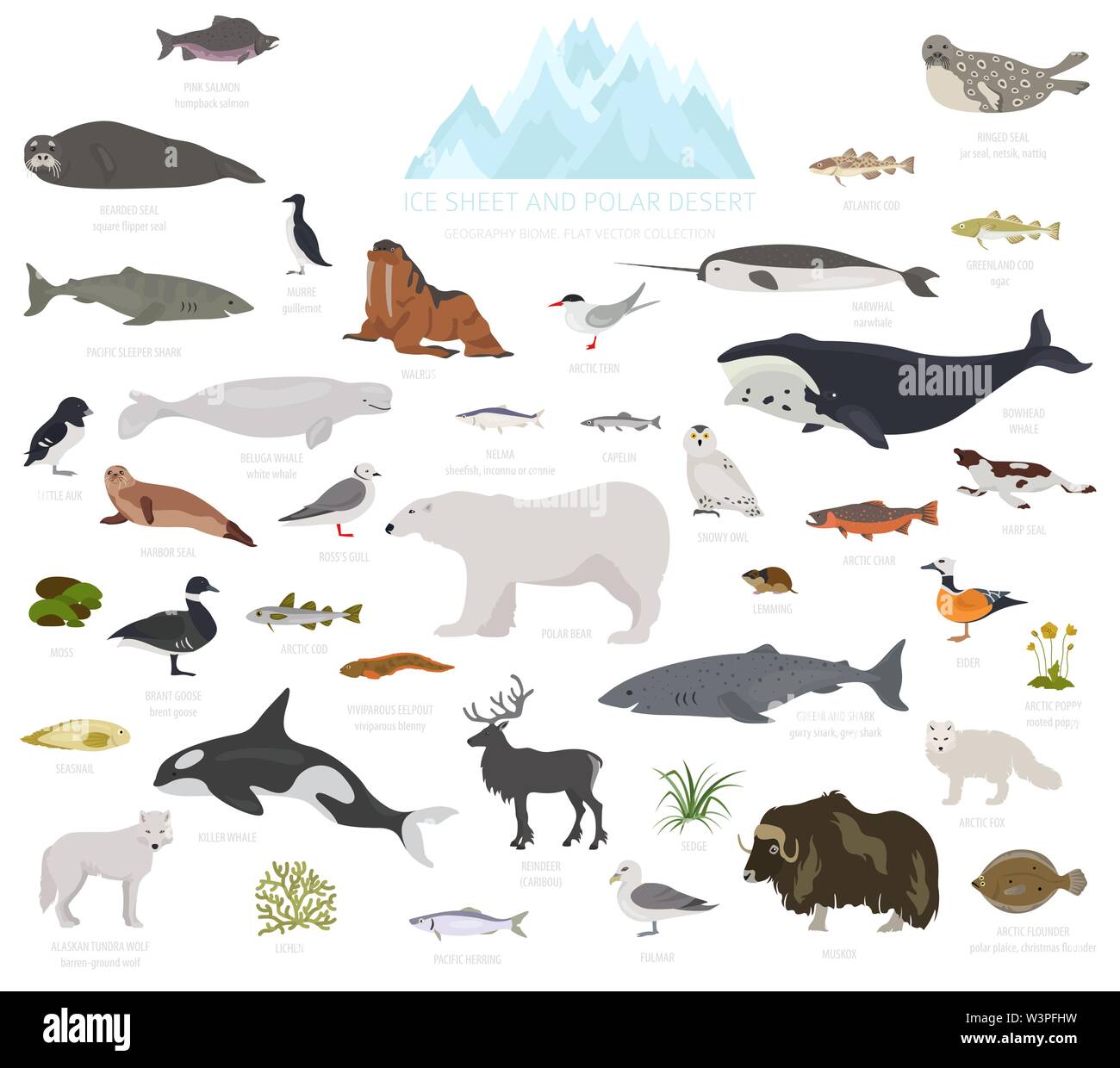 Ice sheet and polar desert biome. Terrestrial ecosystem world map. Arctic animals, birds, fish and plants infographic design. Vector illustration Stock Vector
