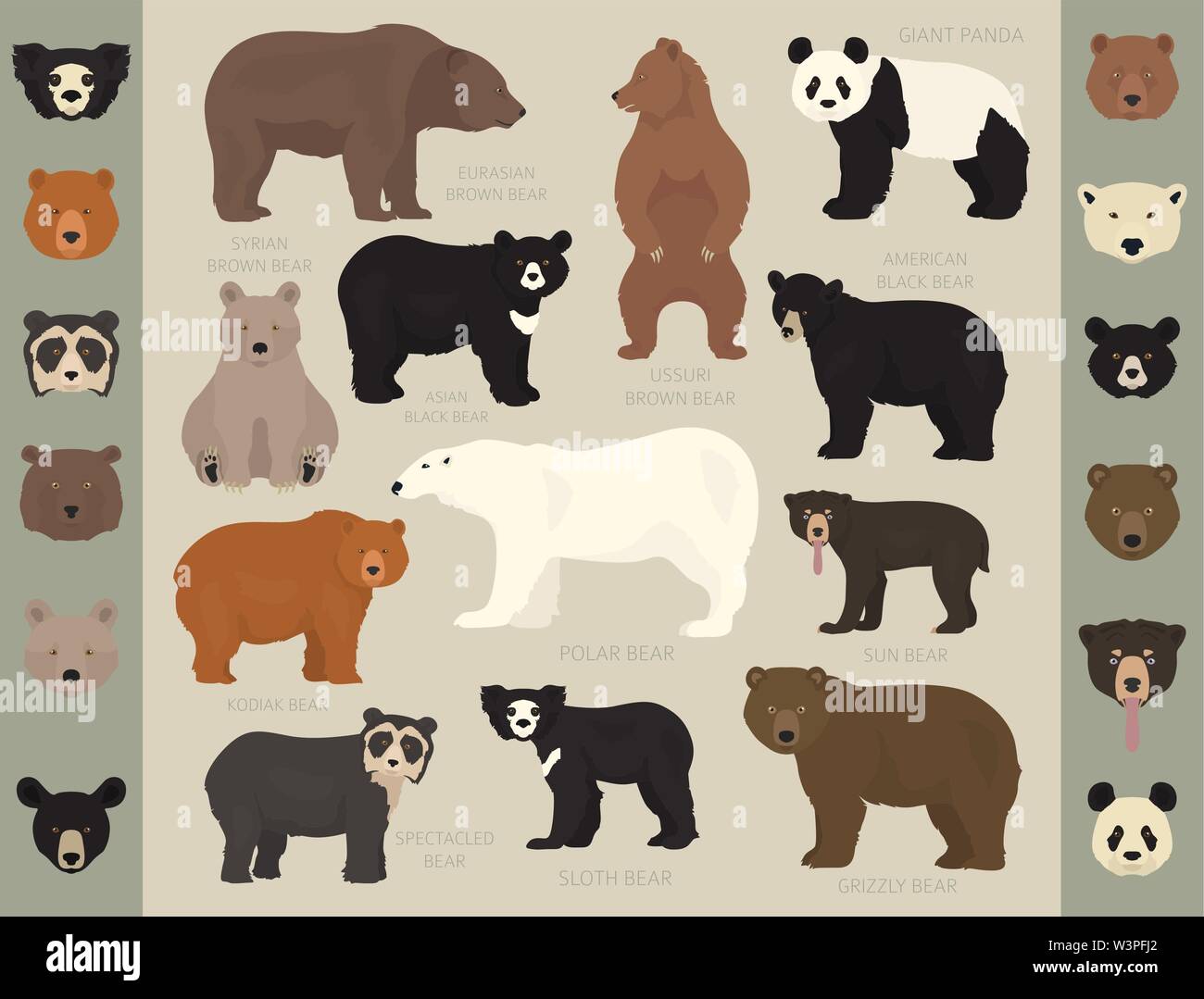 All world bear species in one set. Bears collection. Vector