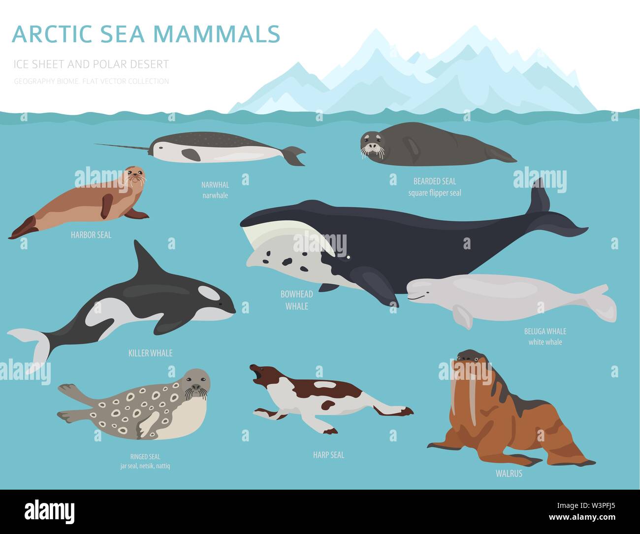 Ice sheet and polar desert biome. Terrestrial ecosystem world map. Arctic animals, birds, fish and plants infographic design. Vector illustration Stock Vector Image & Art - Alamy Ice sheet and polar desert biome. Terrestrial ecosystem world map. Arctic animals, birds, fish and plants infographic design. Vector illustration Stock Vector Image & Art - Alamy