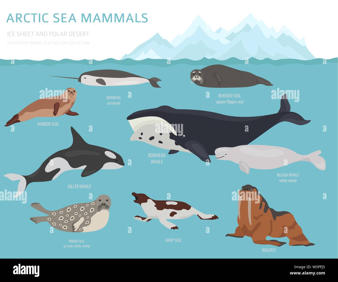 Ice sheet and polar desert biome. Terrestrial ecosystem world map. Arctic animals, birds, fish and plants infographic design. Vector illustration Stock Vector