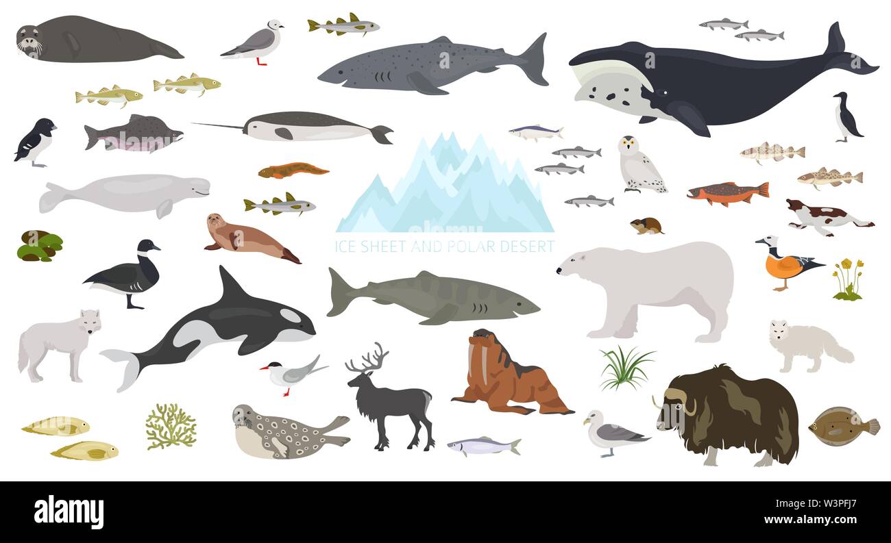 Ice sheet and polar desert biome. Terrestrial ecosystem world map. Arctic animals, birds, fish and plants infographic design. Vector illustration Stock Vector