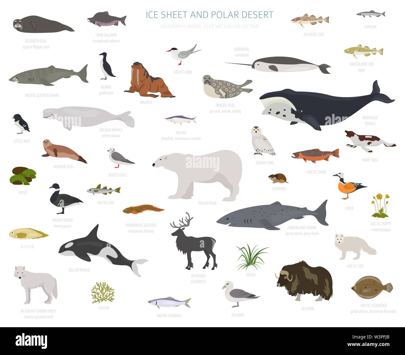 Ice sheet and polar desert biome. Terrestrial ecosystem world map. Arctic animals, birds, fish and plants infographic design. Vector illustration Stock Vector