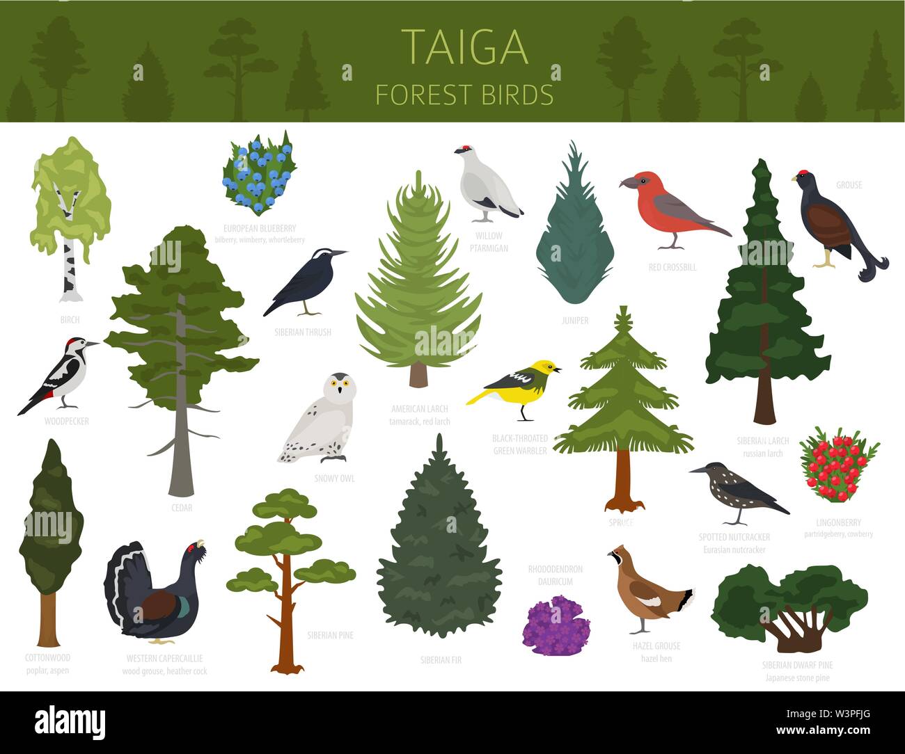 Taiga biome, boreal snow forest. Terrestrial ecosystem world map