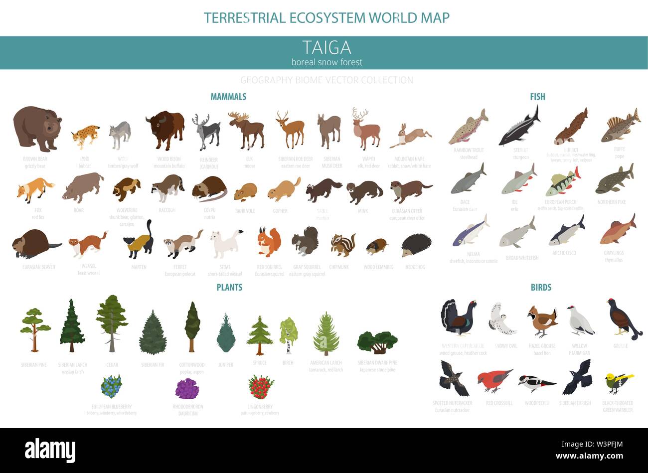 Taiga biome, boreal snow forest 3d isometry design. Terrestrial ecosystem world map. Animals, birds, fish and plants infographic elements. Vector illu Stock Vector