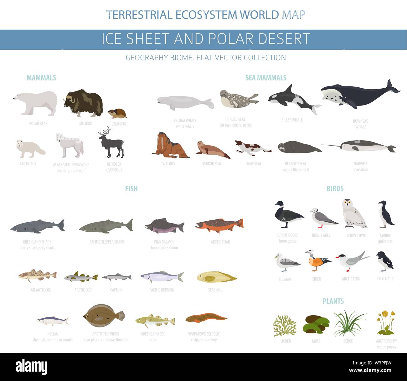 Ice sheet and polar desert biome. Terrestrial ecosystem world map. Arctic animals, birds, fish and plants infographic design. Vector illustration Stock Vector