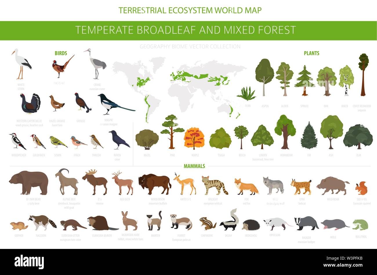 Temperate broadleaf forest and mixed forest biome. Terrestrial ecosystem world map. Animals, birds and plants graphic design. Vector illustration Stock Vector