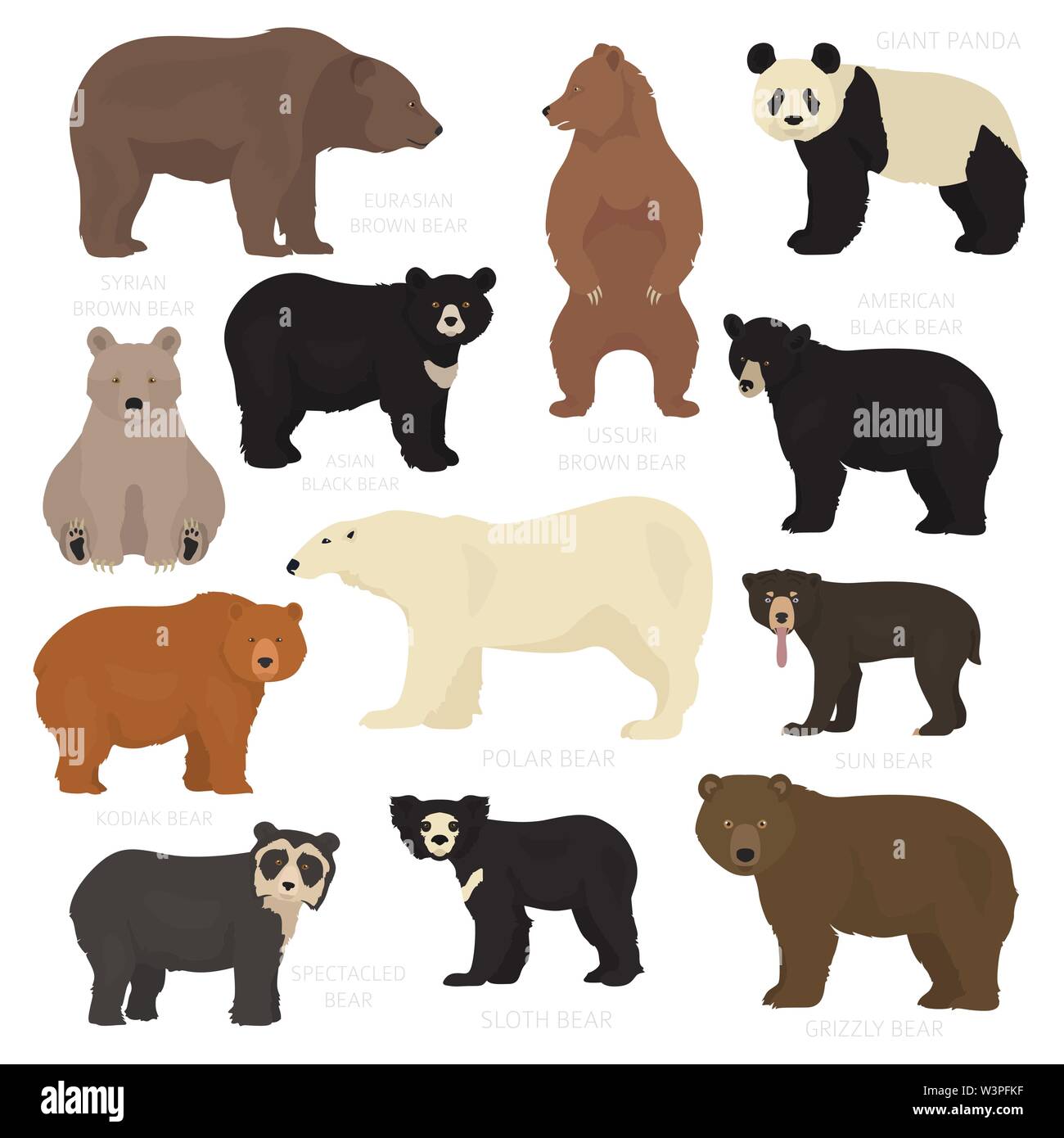 All world bear species in one set. Bears collection. Vector illustration Stock Vector