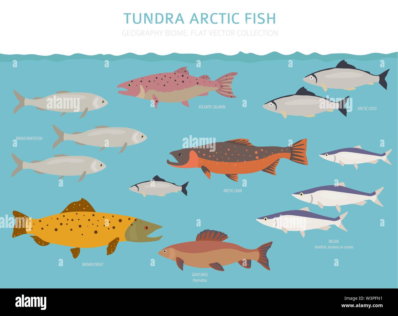Tundra biome. Terrestrial ecosystem world map. Arctic fish infographic design. Vector illustration Stock Vector