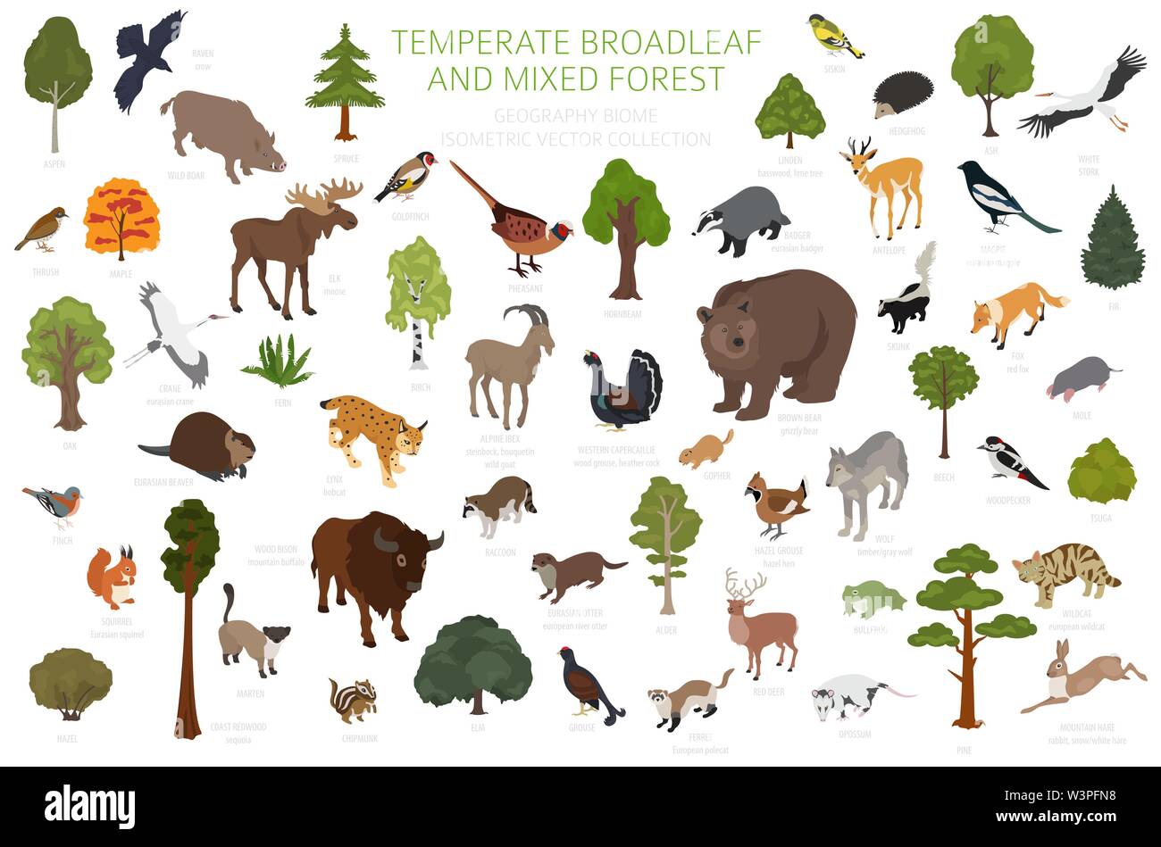 Temperate broadleaf forest and mixed forest biome. Terrestrial ecosystem world map. Animals, birds and plants set. 3d isometric graphic design. Vector Stock Vector