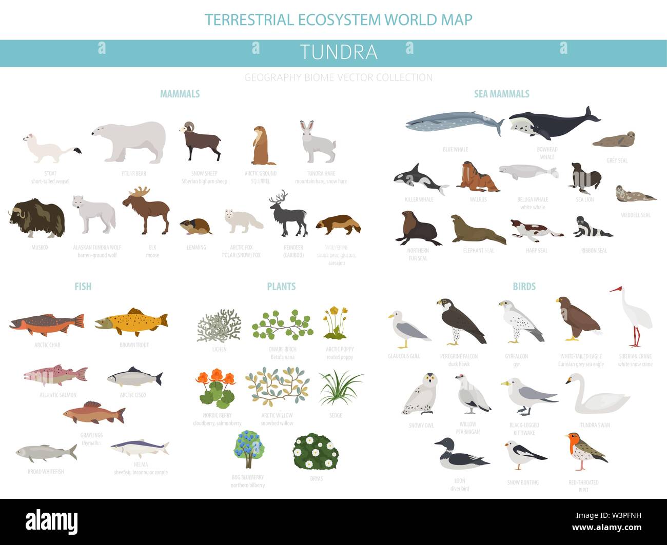 Tundra biome. Terrestrial ecosystem world map. Arctic animals, birds, fish and plants infographic design. Vector illustration Stock Vector