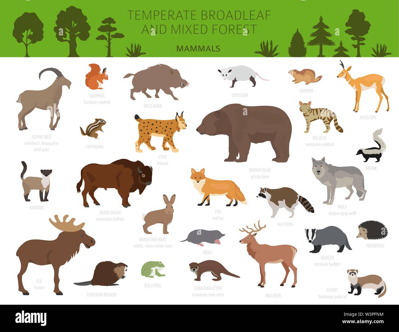 Temperate broadleaf forest and mixed forest biome. Terrestrial ecosystem world map. Animals, birds and plants graphic design. Vector illustration Stock Vector