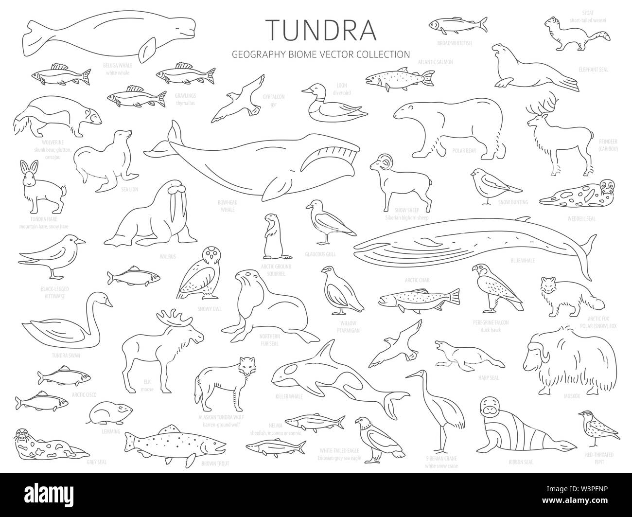 Tundra biome. Simple line style. Terrestrial ecosystem world map. Arctic animals, birds, fish and plants infographic design. Vector illustration Stock Vector