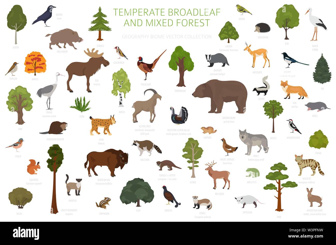 Temperate broadleaf forest and mixed forest biome. Terrestrial ...