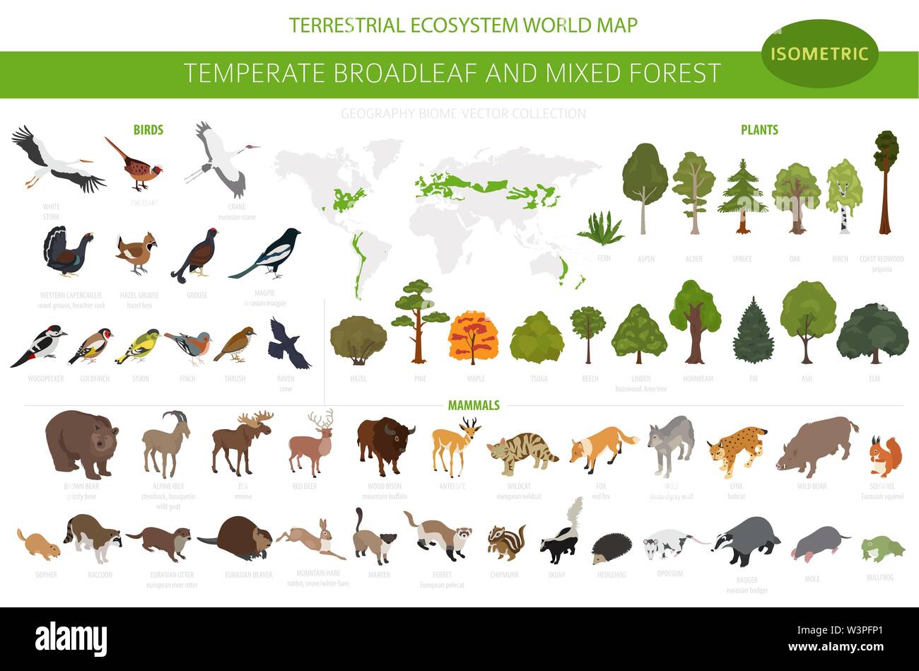 Temperate broadleaf forest and mixed forest biome. Terrestrial ecosystem world map. Animals, birds and plants set. 3d isometric graphic design. Vector Stock Vector