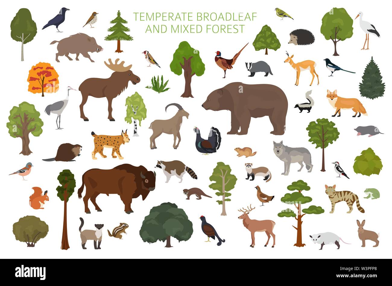 Temperate broadleaf forest and mixed forest biome. Terrestrial ecosystem world map. Animals, birds and plants graphic design. Vector illustration Stock Vector