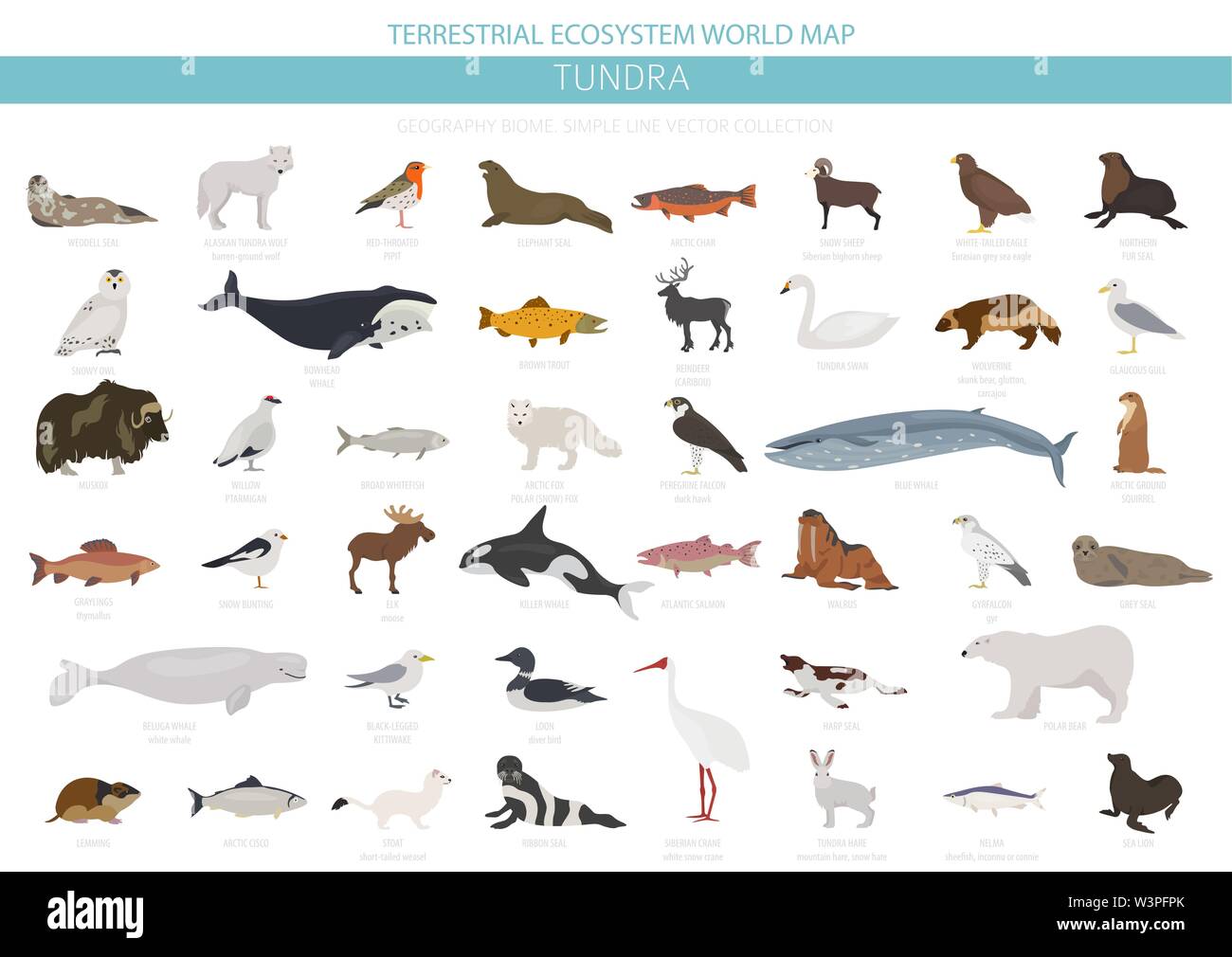 Tundra biome. Terrestrial ecosystem world map. Arctic animals, birds, fish and plants infographic design. Vector illustration Stock Vector