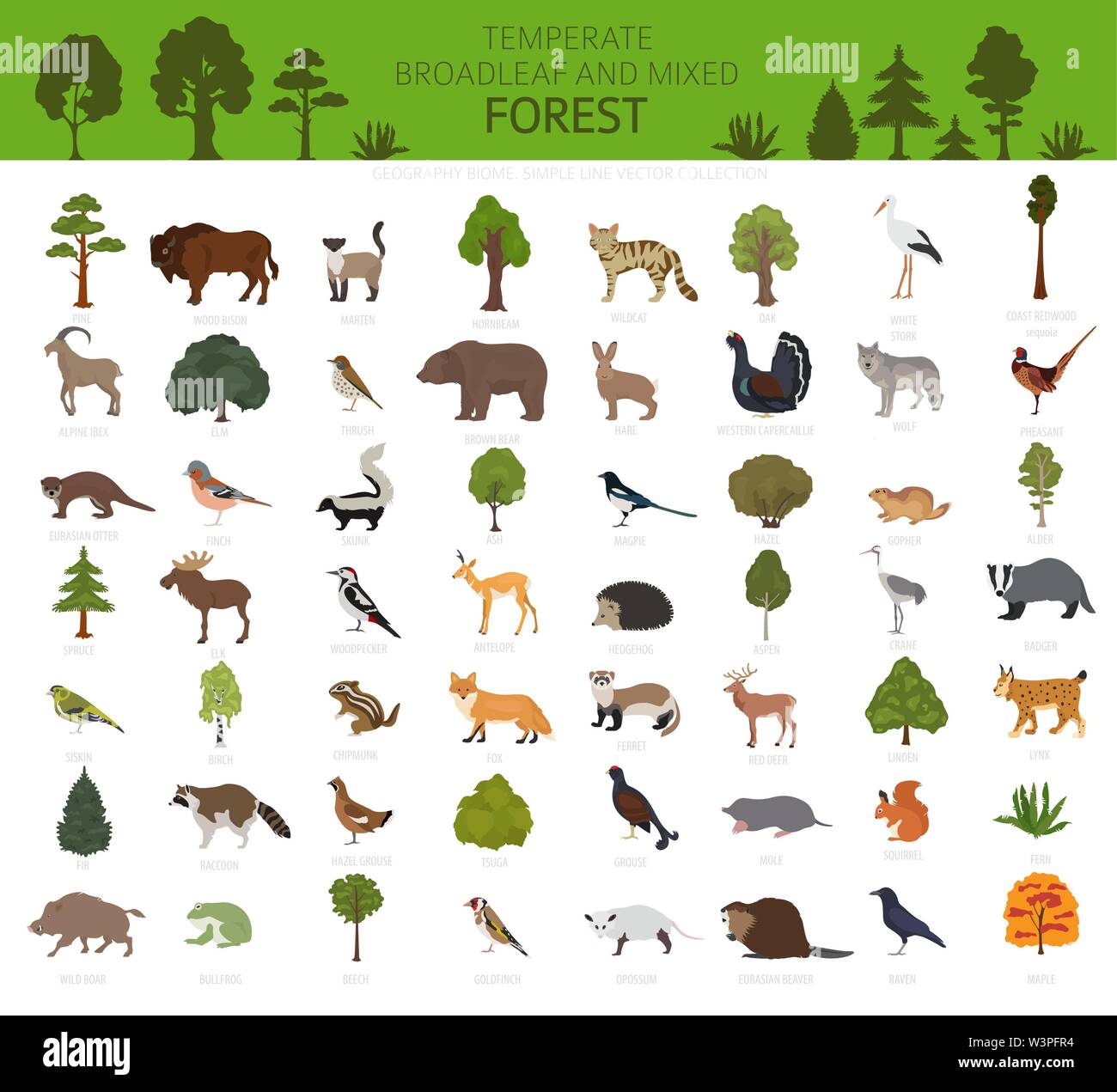 Temperate broadleaf forest and mixed forest biome. Terrestrial ecosystem world map. Animals, birds and plants graphic design. Vector illustration Stock Vector