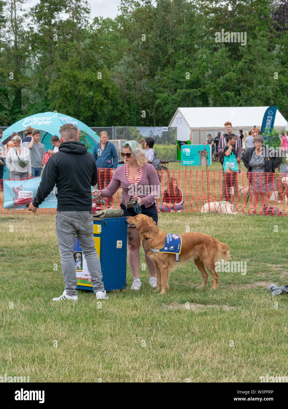 Wachtebeke, Belgium, 13 July 2019. Hachiko. Assistance dogs are trained to assist people with a disability or condition. Stock Photo