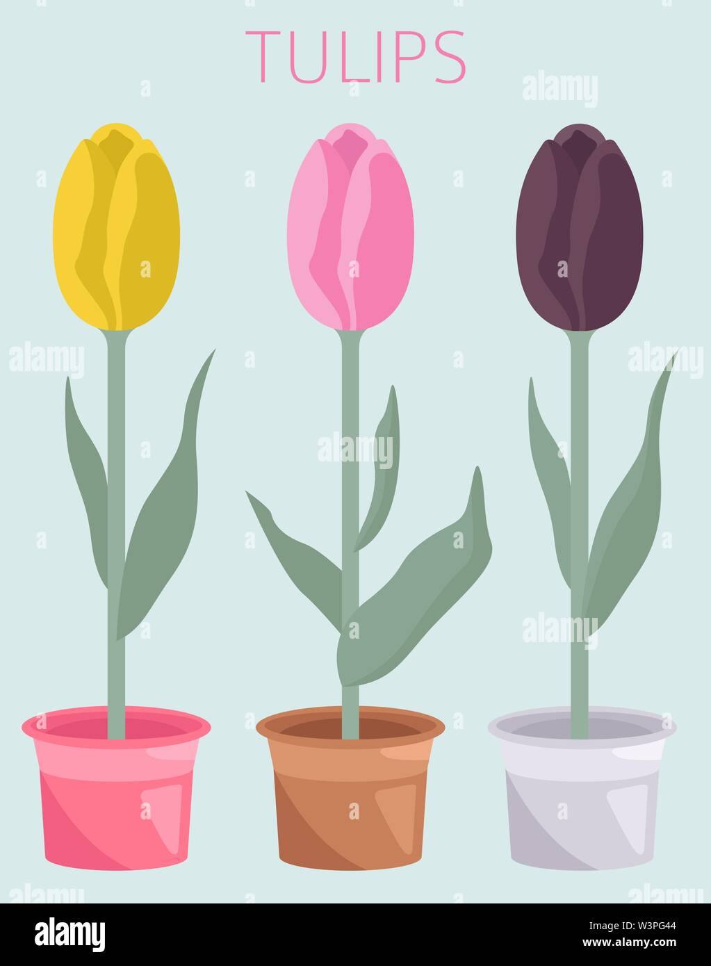 Tulip varieties flat icon set. Garden flower and house plants infographic. Vector illustration Stock Vector