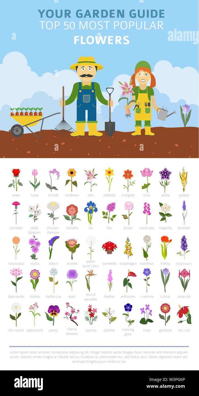 Your garden guide. Top 50 most popular flowers infographic. Vector