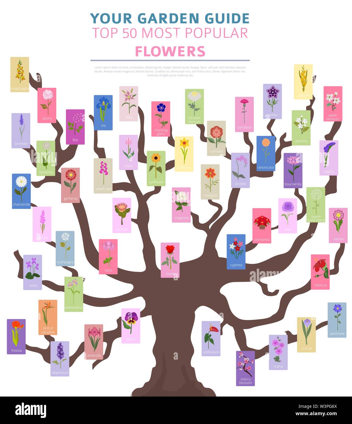 Your garden guide. Top 50 most popular flowers infographic. Vector illustration Stock Vector