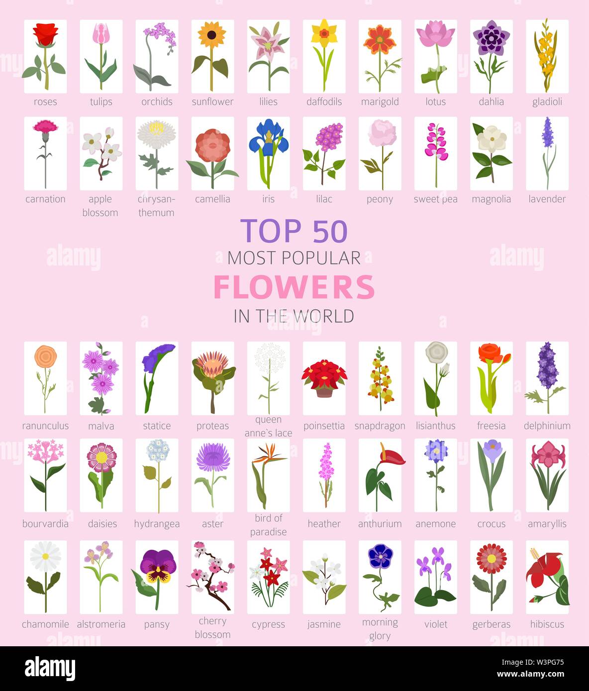 Your garden guide. Top 50 most popular flowers infographic. Vector  illustration Stock Vector Image & Art - Alamy