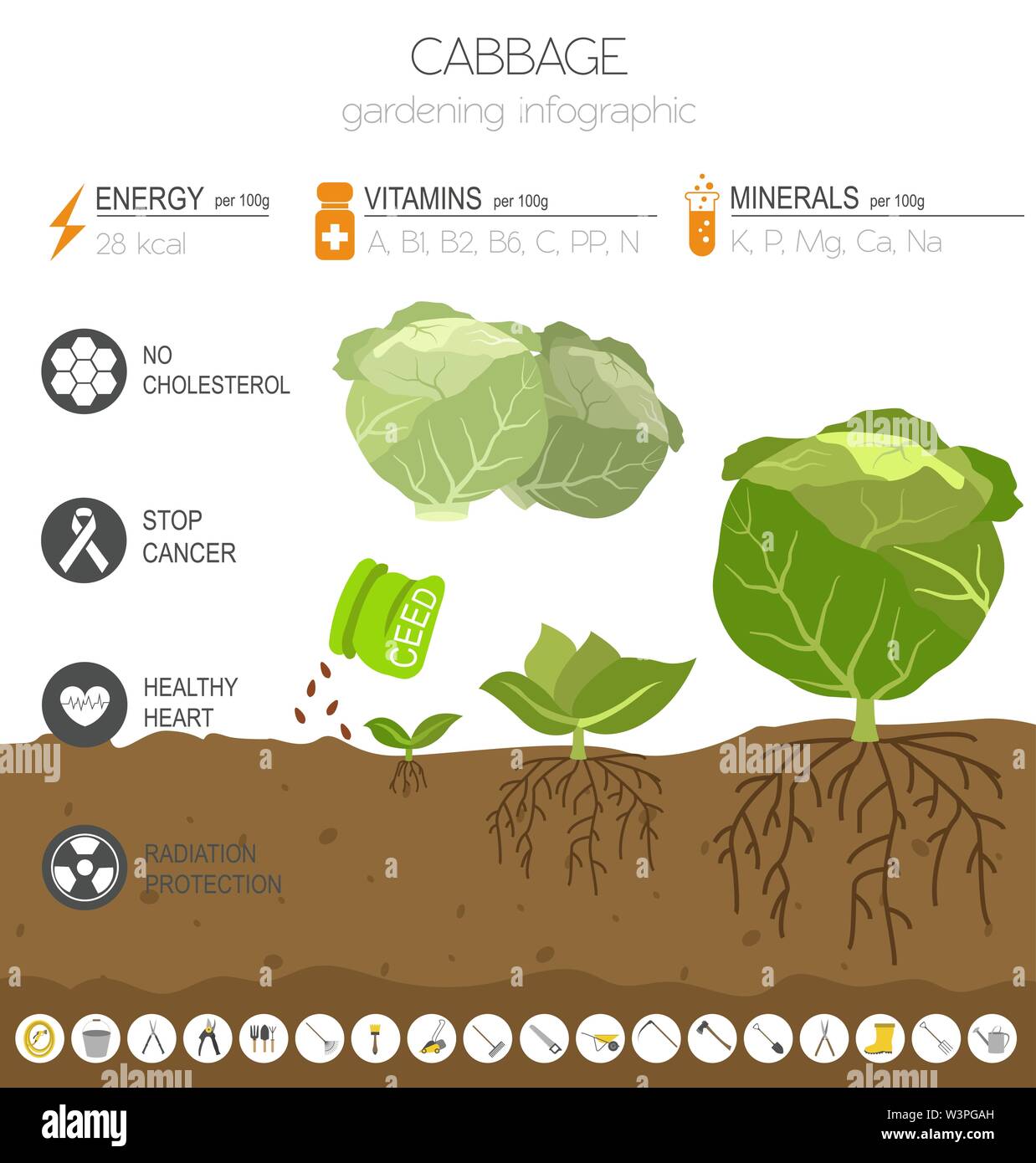 Cabbage beneficial features graphic template. Gardening, farming infographic, how it grows. Flat style design. Vector illustration Stock Vector