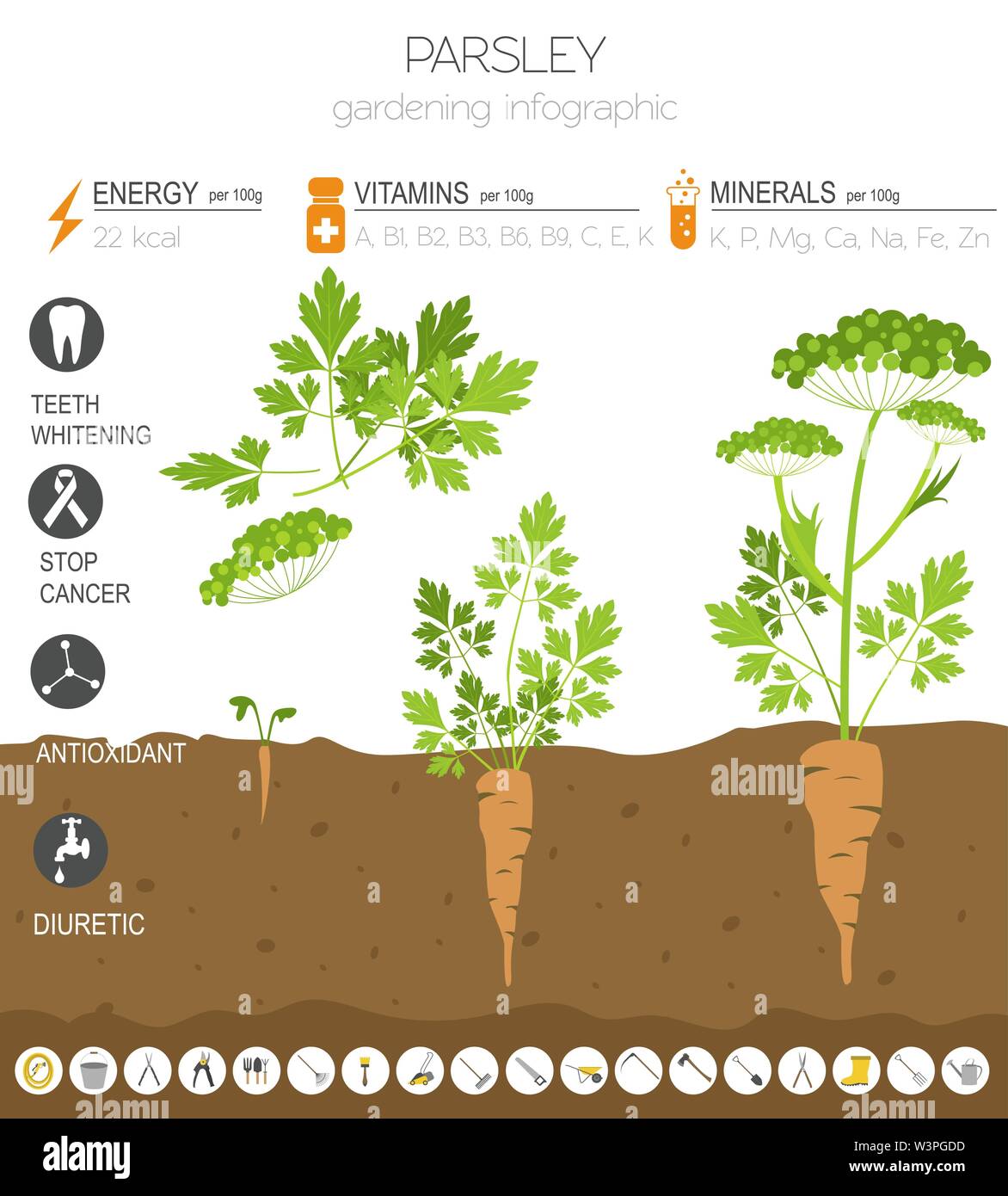 Parsley beneficial features graphic template. Gardening, farming infographic, how it grows. Flat style design. Vector illustration Stock Vector