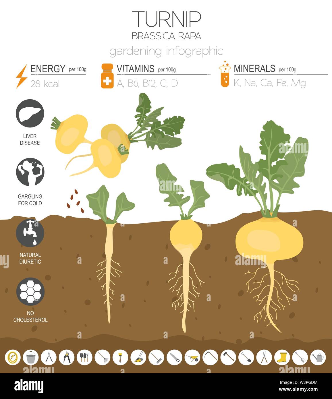 Turnip beneficial features graphic template. Gardening, farming infographic, how it grows. Flat style design. Vector illustration Stock Vector