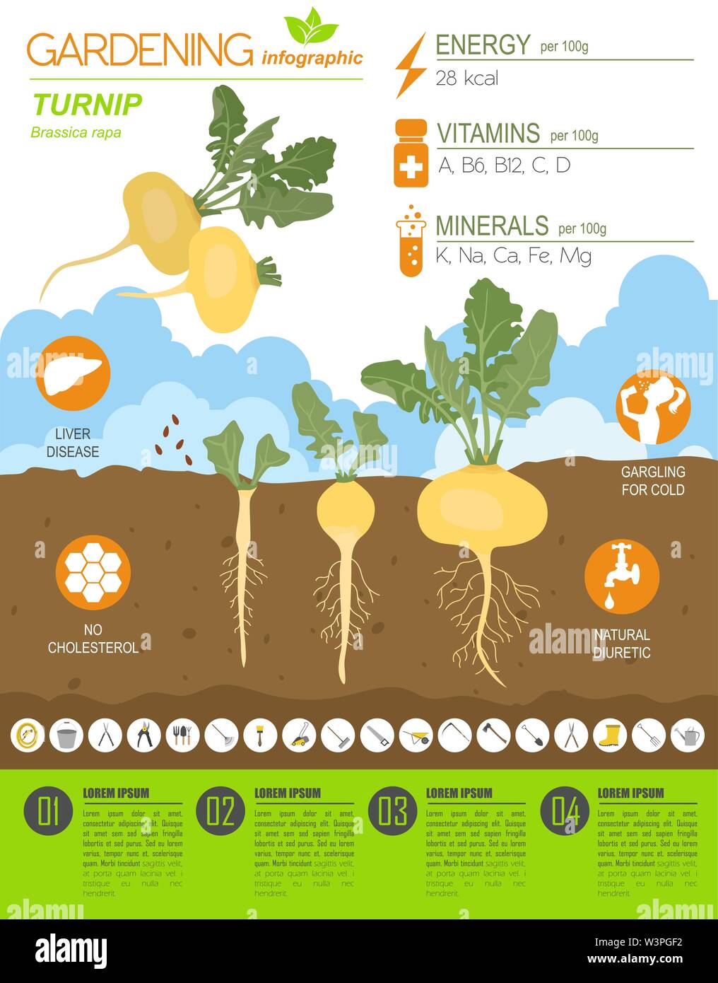 Turnip beneficial features graphic template. Gardening, farming infographic, how it grows. Flat style design. Vector illustration Stock Vector
