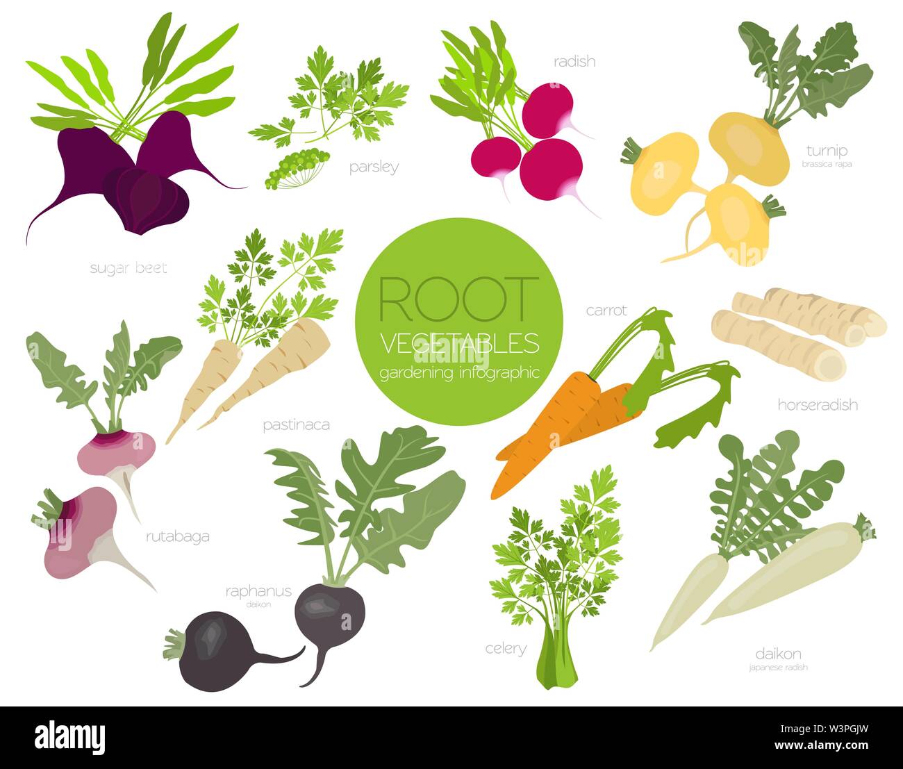 Root vegetables raphanus, radish, sugar beet, carrot, parsley etc. Gardening, farming infographic, how it grows. Flat style design. Vector illustratio Stock Vector