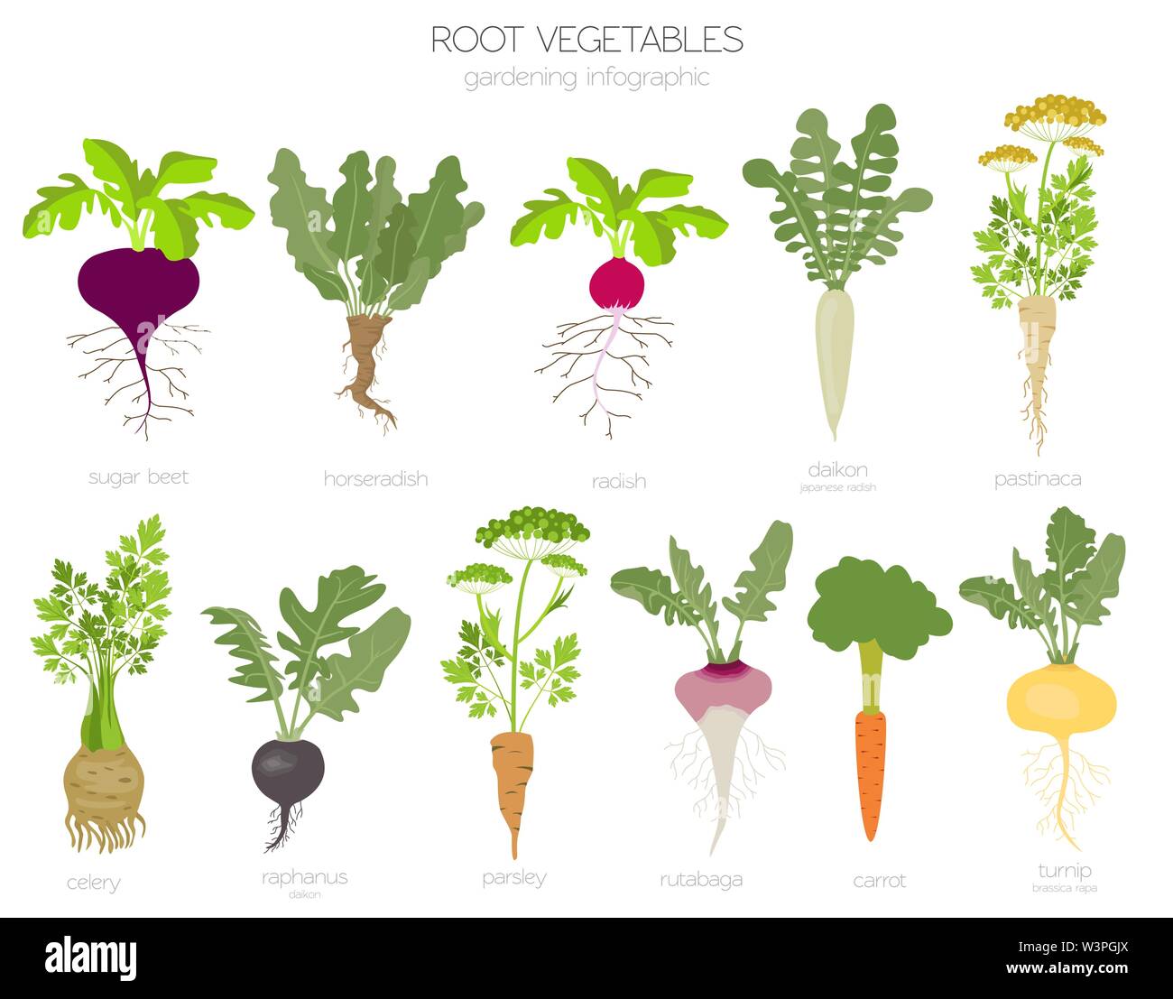 Root vegetables raphanus, radish, sugar beet, carrot, parsley etc. Gardening, farming infographic, how it grows. Flat style design. Vector illustratio Stock Vector
