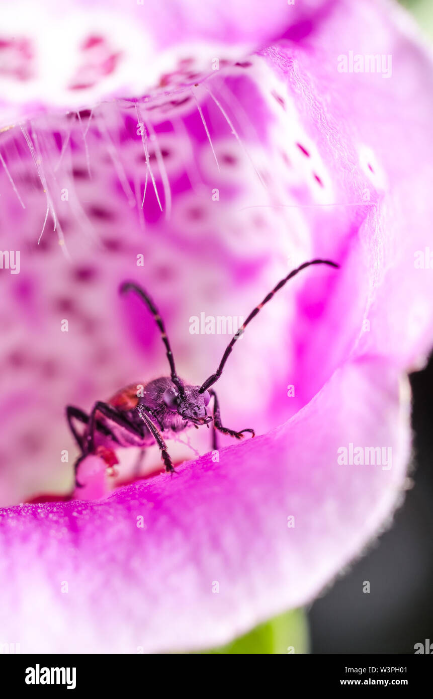 Cerambycidae, Longhorn Beetle in a purple flower Stock Photo